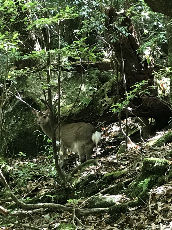 4681030b3d5d438482c94ed67d74566b